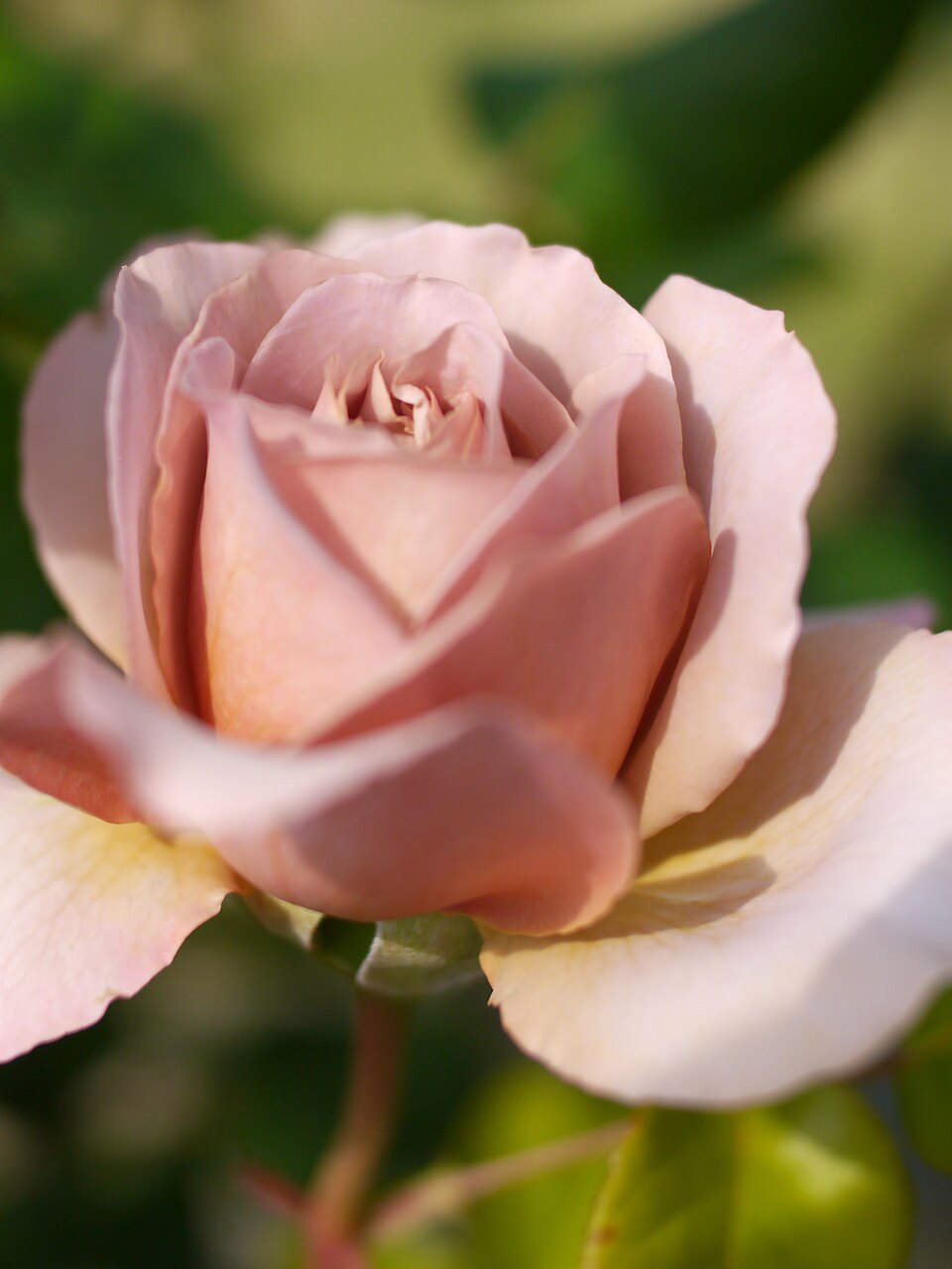 Soft pink rose in bloom